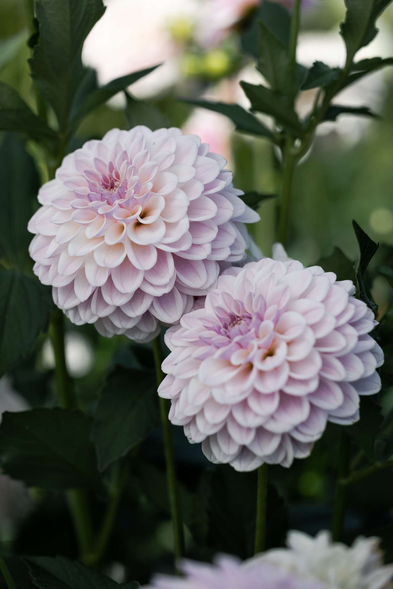 Dahlie 'Pink Silk'